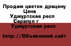 Продам цветок драцену. › Цена ­ 500 - Удмуртская респ., Сарапул г.  »    . Удмуртская респ.